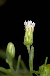 Canadian horseweed