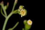 Canadian horseweed