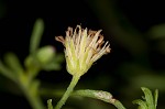 Canadian horseweed