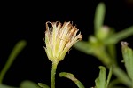 Canadian horseweed