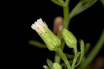 Canadian horseweed