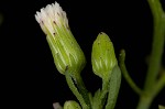 Canadian horseweed