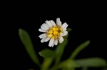 Canadian horseweed