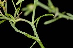 Canadian horseweed