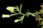 Canadian horseweed