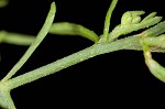 Canadian horseweed