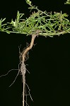 Canadian horseweed