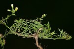 Canadian horseweed