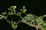 Canadian horseweed