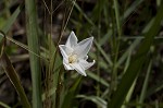 Evening rainlily