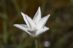 Evening rainlily