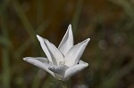 Evening rainlily