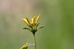 Greater tickseed