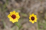 Plains coreopsis