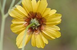 Plains coreopsis