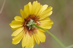 Plains coreopsis