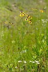 Plains coreopsis