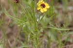 Plains coreopsis