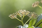 Alternateleaf dogwood