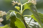 Alternateleaf dogwood