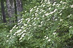 Alternateleaf dogwood