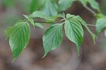 Alternateleaf dogwood