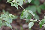 Alternateleaf dogwood