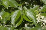 Roughleaf dogwood