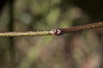 Roughleaf dogwood