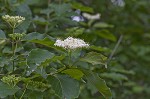 Roughleaf dogwood