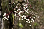 Roughleaf dogwood