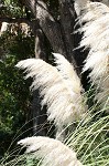 Uruguayan pampas grass