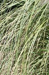 Uruguayan pampas grass