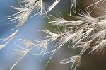 Uruguayan pampas grass