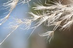 Uruguayan pampas grass