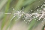 Uruguayan pampas grass