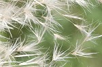 Uruguayan pampas grass