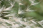 Uruguayan pampas grass