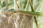 Uruguayan pampas grass