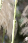 Uruguayan pampas grass