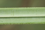 Uruguayan pampas grass