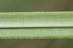 Uruguayan pampas grass