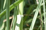 Uruguayan pampas grass