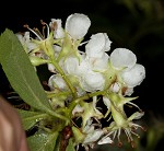 Barberry hawthorn