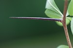 Barberry hawthorn