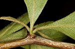 Barberry hawthorn