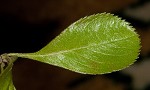 Barberry hawthorn