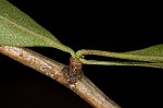 Barberry hawthorn