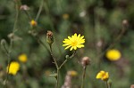 Slender scratchdaisy