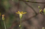 Slender scratchdaisy